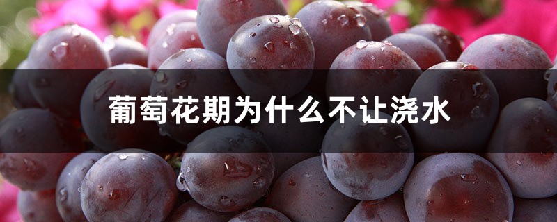 葡萄花期为什么不让浇水，开花的时候施什么肥