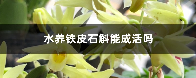 水养铁皮石斛能成活吗，如何水养铁皮石斛