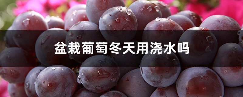 盆栽葡萄冬天用浇水吗，入冬怎么保养