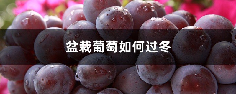 盆栽葡萄如何过冬,冬天怎么办 盆栽葡萄如何过冬,冬天怎么办