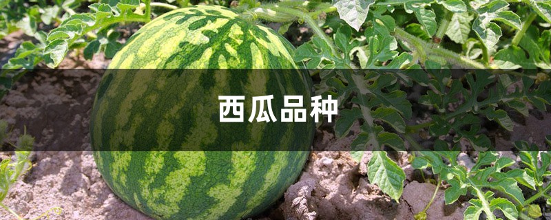 西瓜品种,西瓜图片大全 西瓜品种,西瓜图片大全