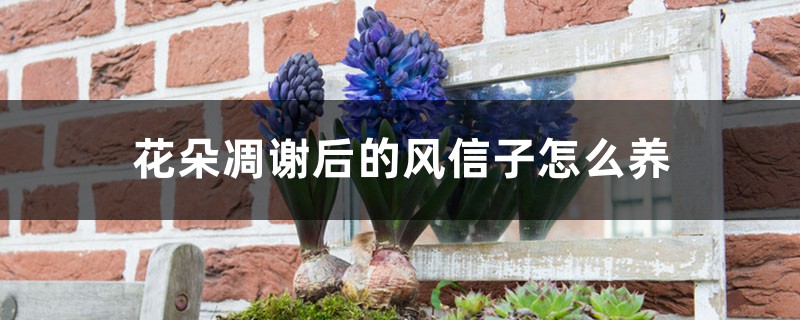 花朵凋谢后的风信子怎么养,开花后第二年还能开花吗 花朵凋谢后的风信子怎么养,开花后第二年还能开花吗