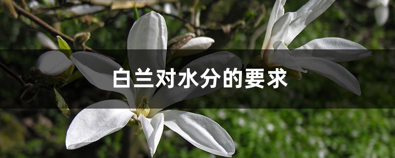 白兰对水分的要求 白兰对水分的要求