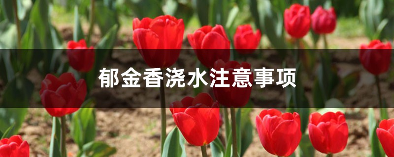 郁金香浇水注意事项,郁金香多久浇一次水 郁金香浇水注意事项,郁金香多久浇一次水