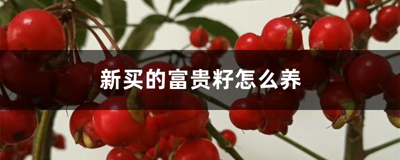 新买的富贵籽怎么养 新买的富贵籽怎么养