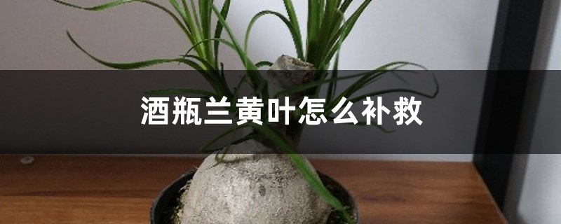 酒瓶兰黄叶的原因和处理办法