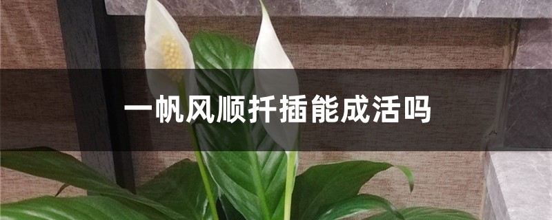 一帆风顺扦插能成活吗,一帆风顺通过什么方法繁殖 一帆风顺扦插能成活吗,一帆风顺通过什么方法繁殖