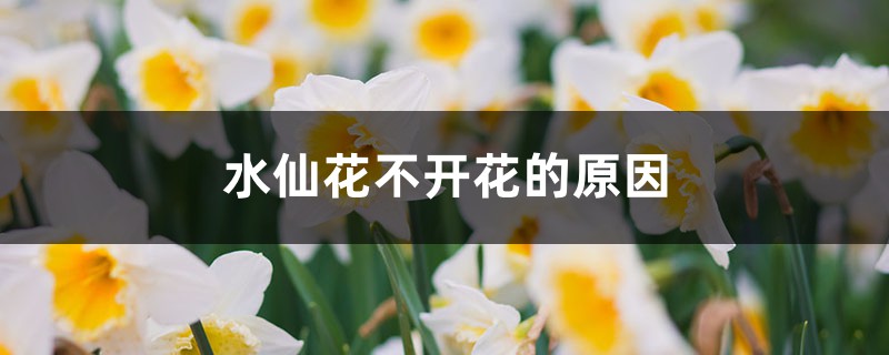 水仙花不开花的原因，如何促进水仙花开花