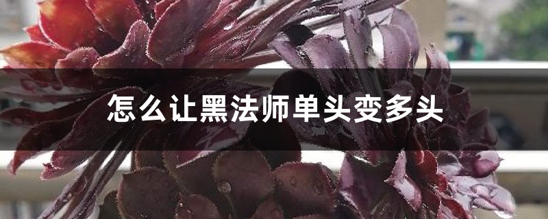 怎么让黑法师单头变多头，怎么繁殖