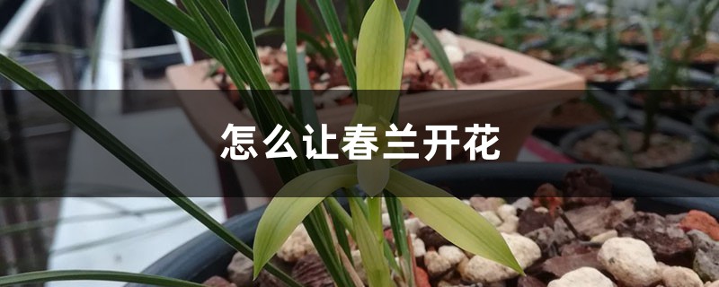 怎么让春兰开花，养几年能开花