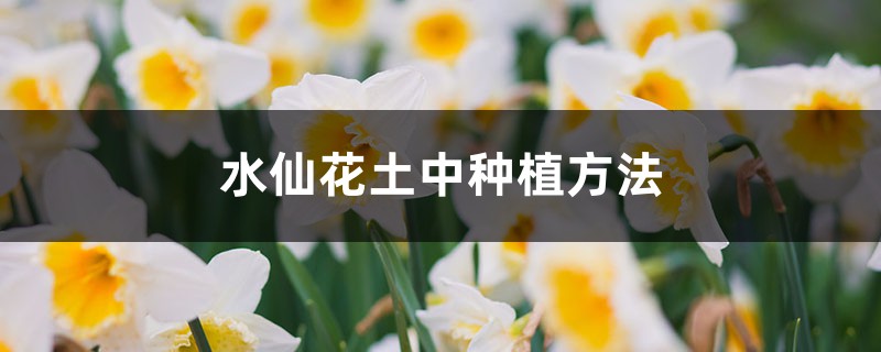 水仙花土中种植方法，水仙花种球开花后怎么保存