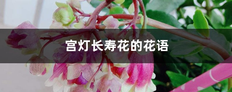 宫灯长寿花的花语和寓意，有什么传说故事