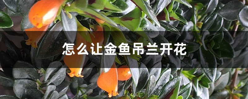 怎么让金鱼吊兰开花，开花期怎么养