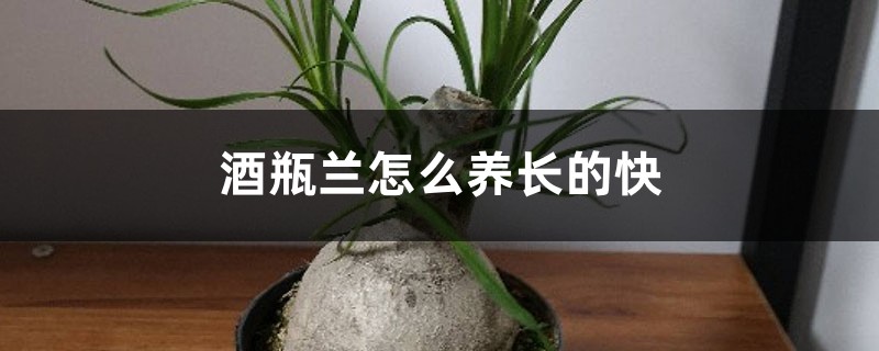 酒瓶兰怎么养长得快，家养能长多高