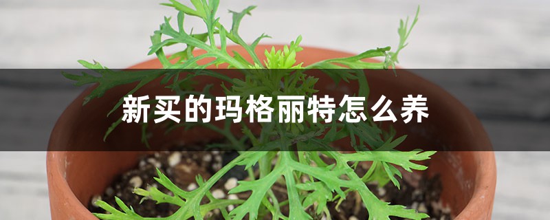 新买的玛格丽特怎么养