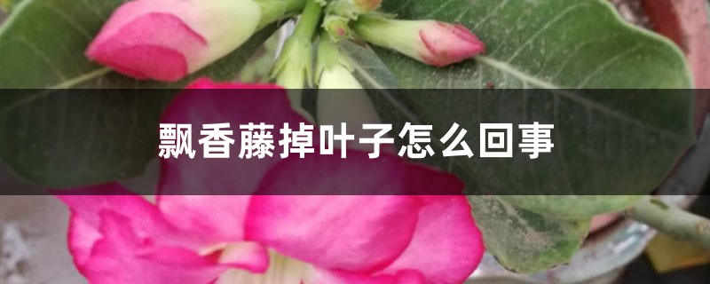 飘香藤掉叶子怎么回事，怎么办