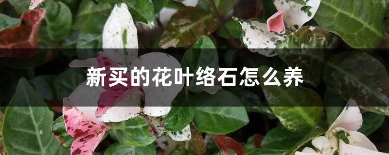 新买的花叶络石怎么养