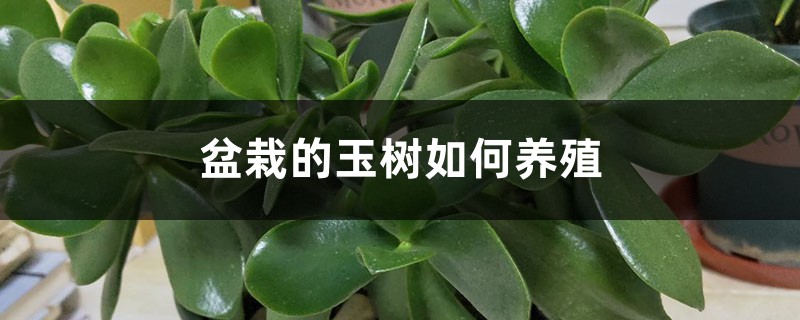 盆栽的玉树如何养殖,能水养吗 盆栽的玉树如何养殖,能水养吗