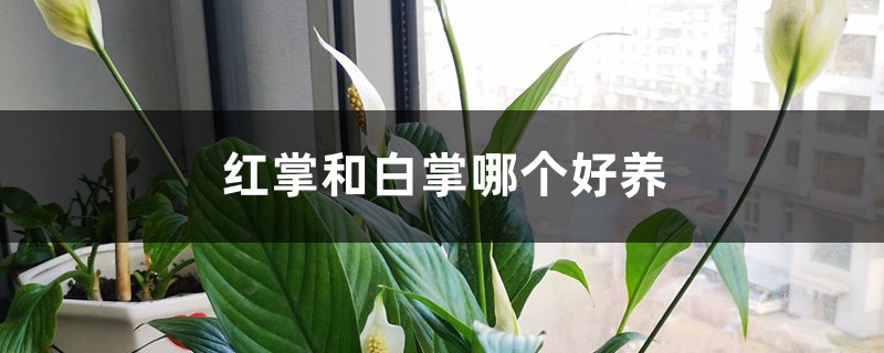 红掌和白掌哪个好养 红掌和白掌哪个好养