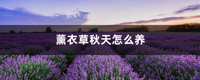 薰衣草秋天怎么养