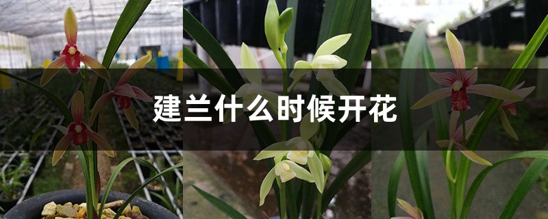 建兰什么时候开花，养殖方法是怎样的？