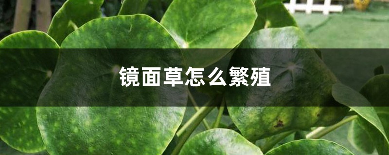 镜面草怎么繁殖