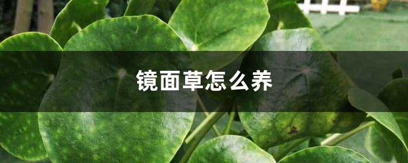 镜面草怎么养