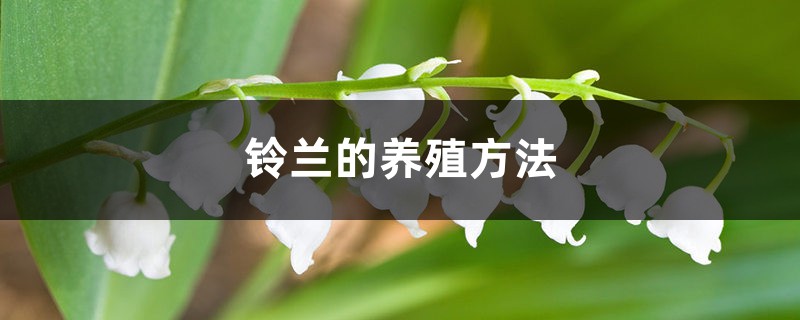 铃兰的养殖方法