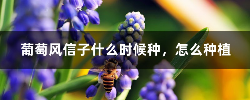 葡萄风信子什么时候种,怎么种植 葡萄风信子什么时候种,怎么种植
