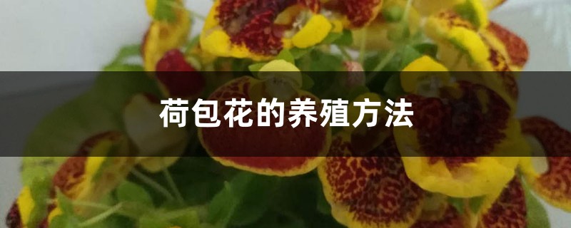 荷包花的养殖方法