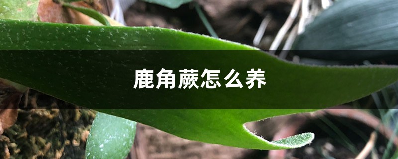 鹿角蕨怎么养