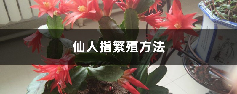 仙人指繁殖方法