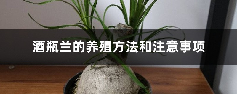 酒瓶兰的养殖方法和注意事项