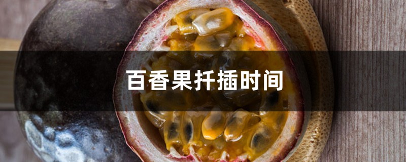百香果扦插时间