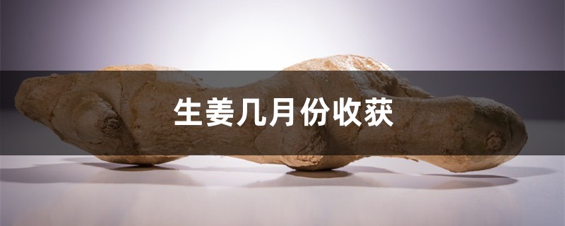 生姜几月份收获