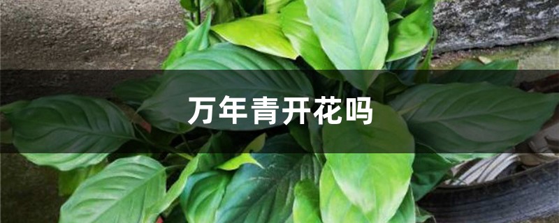 万年青开花吗 万年青开花吗