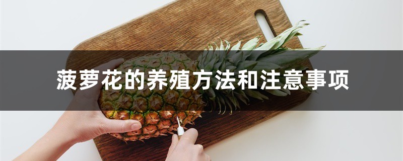 菠萝花的养殖方法和注意事项