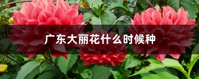 广东大丽花什么时候种