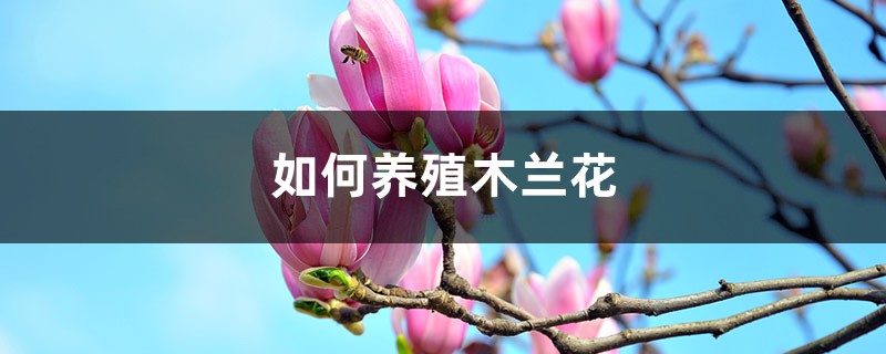 “木兰花”真好看，学会这“5点”，著名植物家里养！