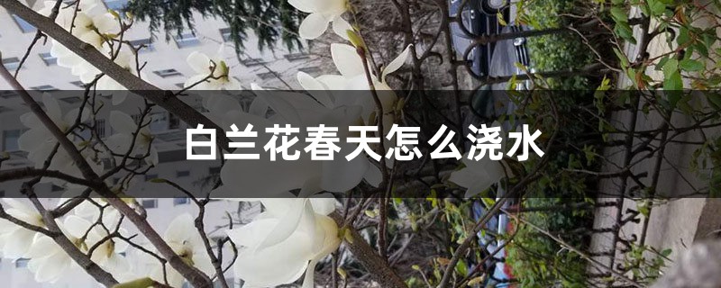 白兰花春天怎么浇水