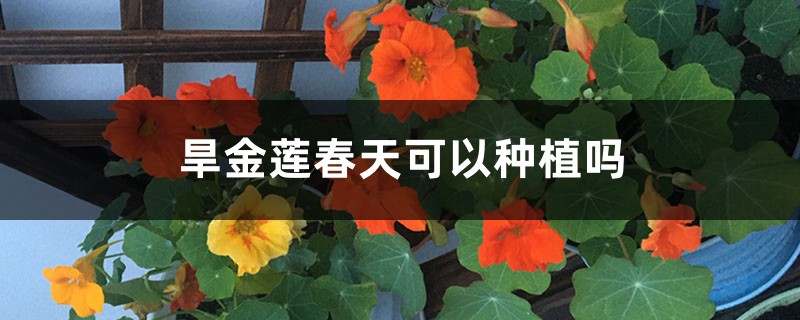 旱金莲春天可以种植吗