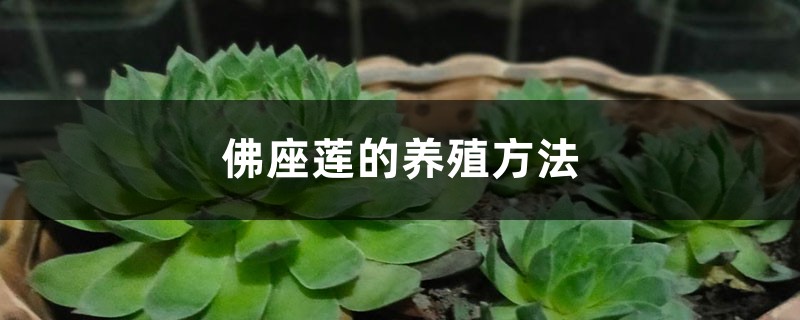 佛座莲的养殖方法