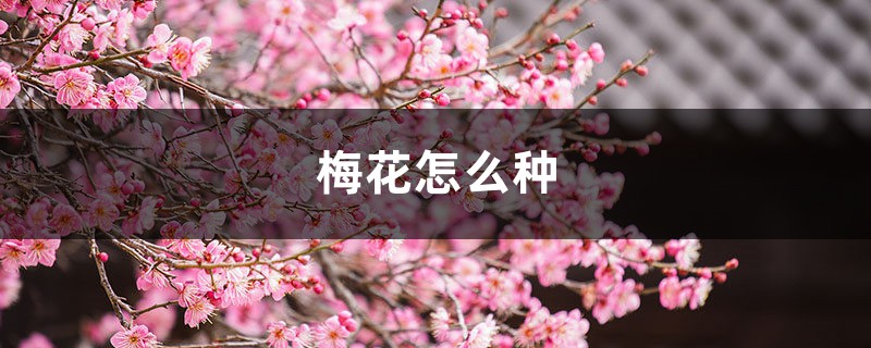 梅花怎么种植和养护，怎么繁殖