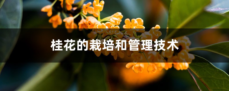 桂花的栽培和管理技术 桂花的栽培和管理技术
