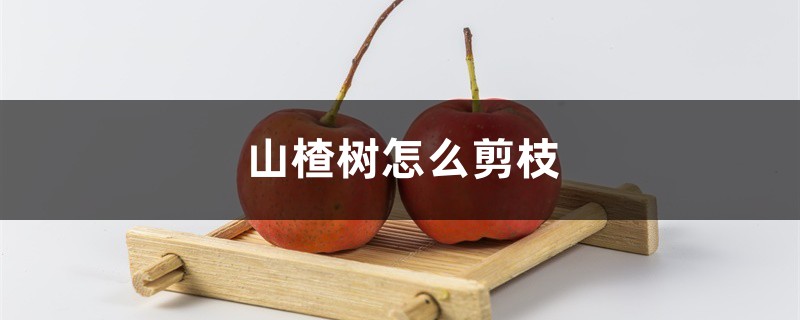 山楂树怎么剪枝