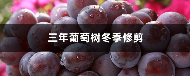 三年葡萄树冬季修剪