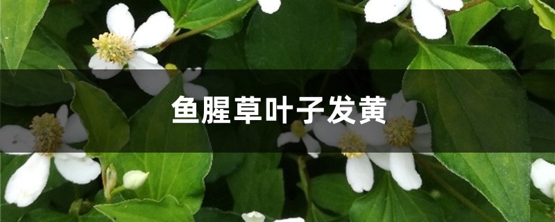 鱼腥草黄叶的原因和处理办法