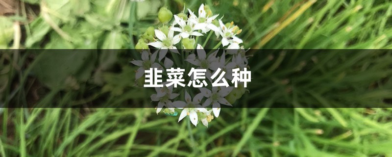 韭菜怎么种,韭菜种植技术 韭菜怎么种,韭菜种植技术