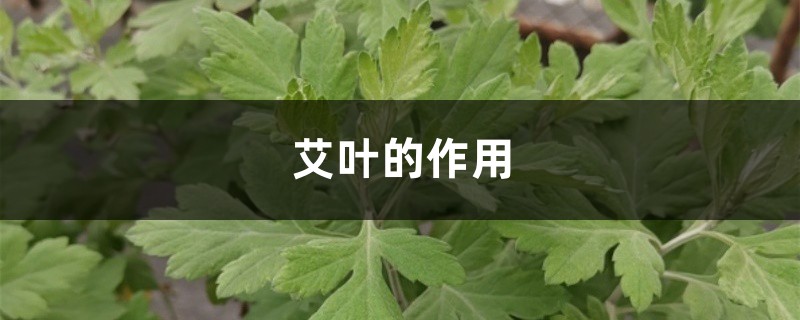 艾叶的作用,艾叶和艾草一样吗 艾叶的作用,艾叶和艾草一样吗