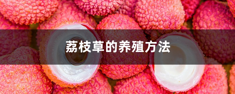 荔枝草的养殖方法 荔枝草的养殖方法